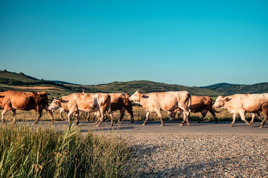 Animal Collisions Texas Livestock Roads
