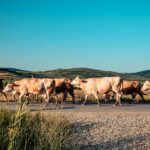 Animal Collisions Texas Livestock Roads